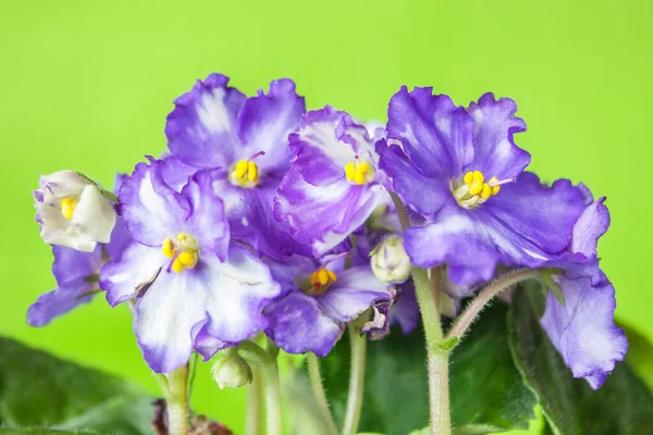 Two Colored Blue White Brindle Species Violet Saintpaulia Group Violets — Fotografia de Stock