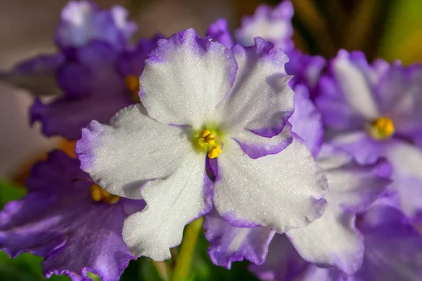 Afrika menekşeli beyaz menekşe, Saintpaulia. İki renkli çiçeklerden oluşan güzel bir grup Saintpaulia Afrika menekşesi.