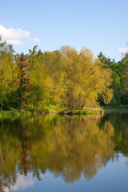 Doğada bahar tam polen içinde küçük bir adada ağaçla hayat bulur. Parktaki gölün yüzeyi, ağaç kenarlı..