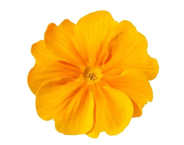 Blooming Large Flowered Garden Primrose White Background Single Orange Yellow — Φωτογραφία Αρχείου