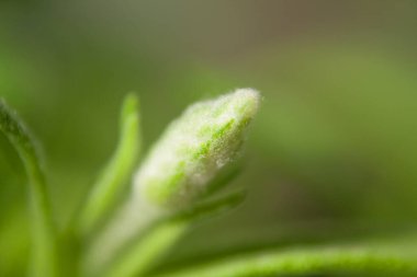 1 cm makro lavanta tomurcuğunun doğumu. Küçük bir lavanta çiçeği tomurcuğunun büyümesine yakın çekim.