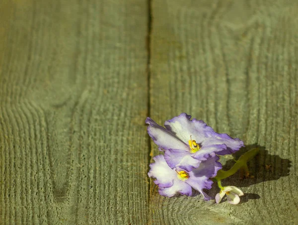 Violettes Blanches Fraîches Avec Bordure Lilas Sur Vieux Bois Fleurs — Photo