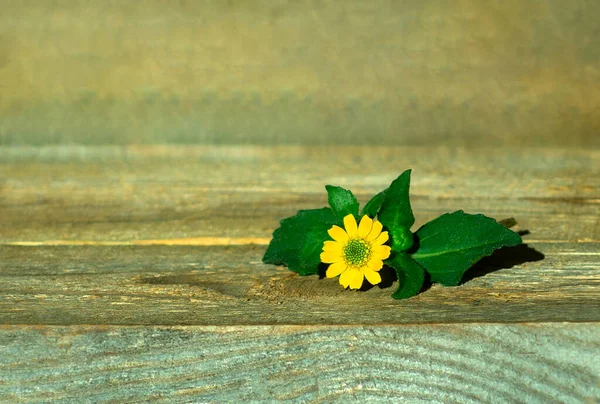 Verse Gele Madeliefjes Rand Oud Hout Frisse Zonnige Bloemen Een — Stockfoto