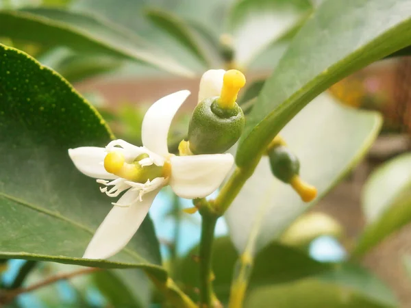Blühender Fruchtbarer Zitronenstrauch Mit Kleinen Früchten Hintergrund Mit Makro Gartenpflanzen — Stockfoto