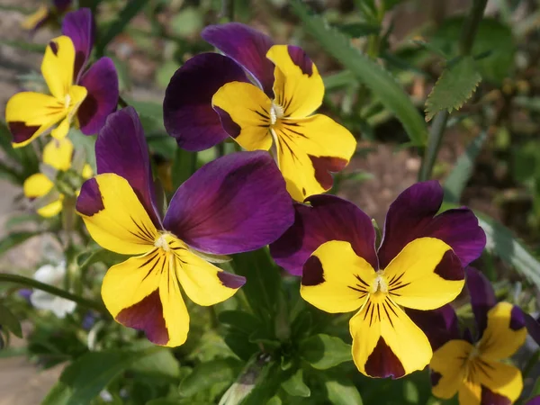 A group of garden pansies in a combination of yellow-violet colors. Two-color perennial purple-yellow pansies flowers in a flower bed.