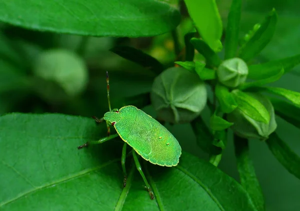 Зелений Жук Зелена Жриця Palomena Viridissima Зеленому Кущі Мокра Зелена — стокове фото