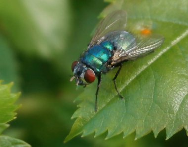 Tek Bluebottle Fly. Minyatür bir sineğin süper makrosu vahşi doğada bir yaprağın üzerinde