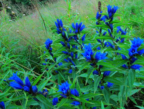 Muy Rara Flor Genciana Azul Montaña Prado Montaña Genciana Protegida — Foto de Stock