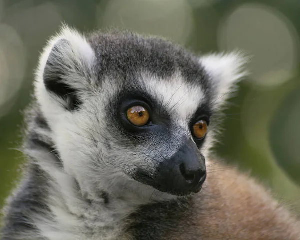 环尾狐猴 Lemur Catta 的特写 可爱的长尾狐猴 狐猴头一种狐猴的头 注意地观察羚羊的面部表情 — 图库照片