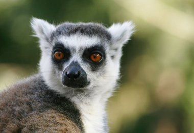 Güzel hayvan. Halka Kuyruklu Lemur 'un (Lemur catta) Kapanışı. Uzun kuyruklu şirin bir lemurun portresi. Bir lemurun kafası, anfazadaki yüz ifadesini izliyor..