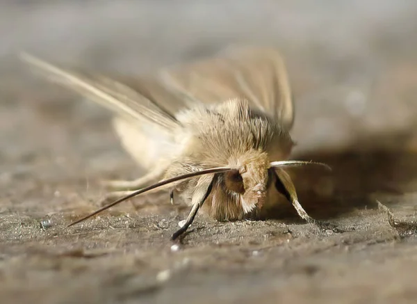 ツリーの乾燥樹皮にベージュのキツネの蛾 Macrothylacia Rubi マクロ日中に眠る蝶の種 — ストック写真