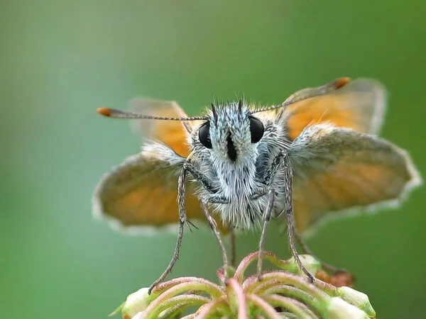 Foto Pequeña Mariposa Manchada Amarilla Thymelicus Acteon Aparición Antes Abundante —  Fotos de Stock