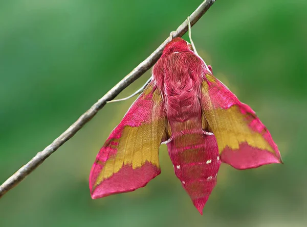 Кипарисовая Бабочка Deilephila Porcellus Одна Маленьких Лисиц Маленькая Бабочка Кошмар — стоковое фото