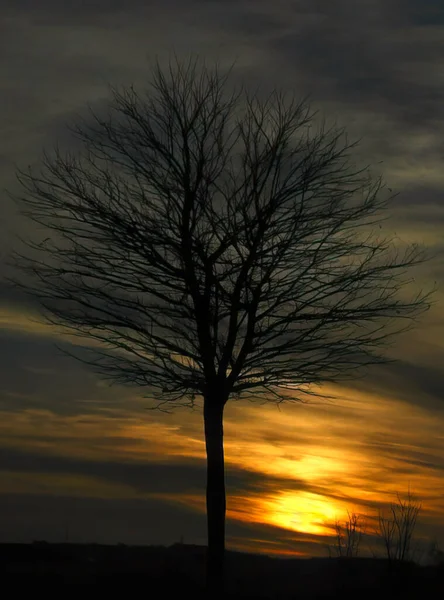 Tree Itself Backlight Sunset Silhouette Early Evening Scenery Nature Winter — Stock Photo, Image