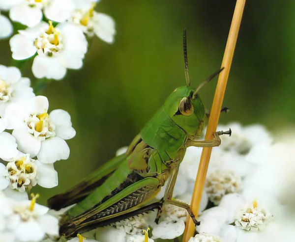 Gafanhoto Verde Cola Fábricas Talo Inseto Gafanhoto Entre Flores Erva — Fotografia de Stock