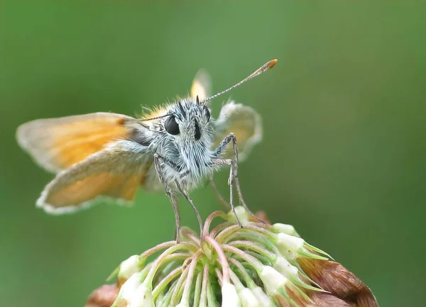 Zdjęcie Maleńkiego Motylka Żółtej Plamce Thymelicus Acteon Żółto Niebieski Malutki — Zdjęcie stockowe