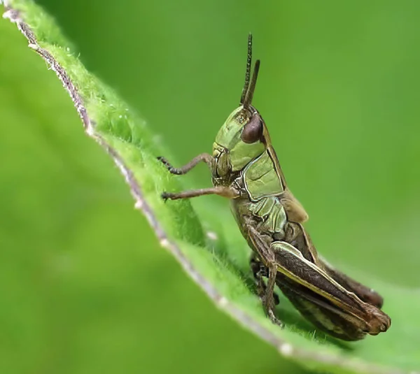 Pequeno Insecto Gafanhoto Numa Onda Verde Gafanhoto Verde Marrom Uma — Fotografia de Stock