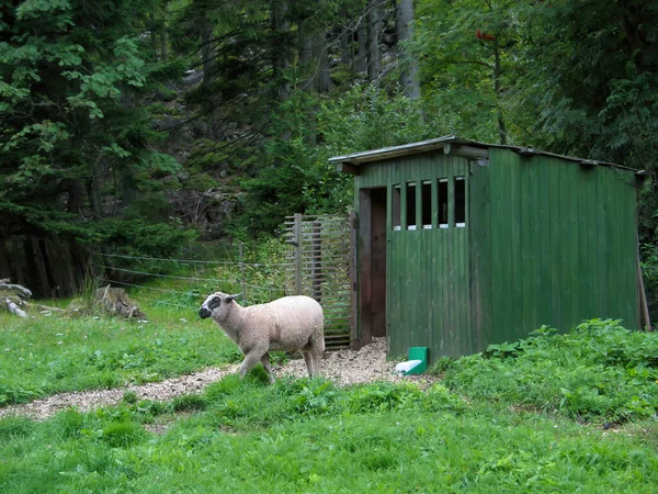 Jedna Biała Owca Pastwisku Niedaleko Szopy Niezbędna Sól Biała Owca — Zdjęcie stockowe