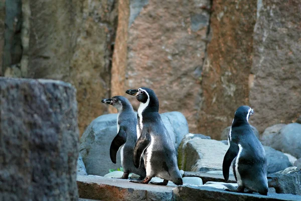 Pingüinos Rocas Pingüino Humboldt Spheniscus Humboldti Ave Sin Vuelo Zoo — Foto de Stock