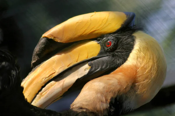鳥Dvojzoborozec ブエロス ビコルニス インド スマトラ島 インドネシア マレー半島の熱帯林に生息し 高さは1 重さは3Kgです — ストック写真
