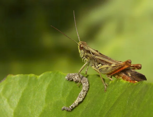 Pequeño Saltamontes Con Una Captura Una Hoja Verde Macro Saltamontes — Foto de Stock