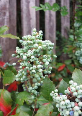 Olgunlaşmış yeşil çobanpüskülü bir çalı ile bahar köşesi. Eski ahşap çitlerin yanındaki Holly Bush.