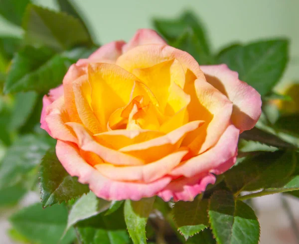 Vibrant miniature garden rose flower. Blooming full-flowered mini variation of yellow-pink flower rose.