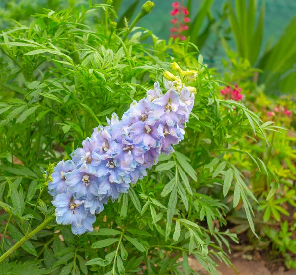 Delphinium Plant Which Often Known Larkspur Full Flower Perennial Flowers — Foto de Stock
