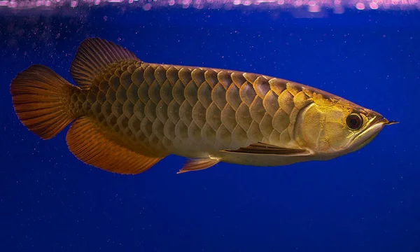 Arowana Wird Manchmal Als Drachenfisch Bezeichnet Weil Schuppen Hat Die — Stockfoto