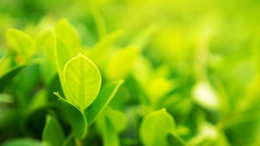 Bahçede, arka planda, duvar kağıdında yeşil yaprak manzarası.