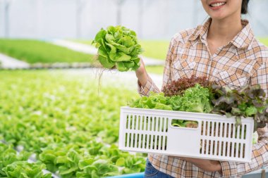 Hidrofonik çiftliklerden toplanan organik sebzeler.