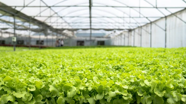 Légumes Frais Non Toxiques Ferme Hydroponique Aliments Sains — Photo