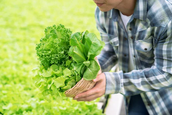 Légumes Biologiques Récoltés Dans Des Fermes Hydroponiques — Photo