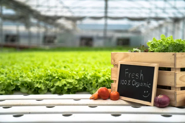 Légumes Frais Non Toxiques Ferme Hydroponique Aliments Sains — Photo