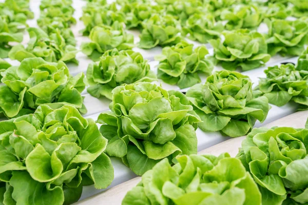 Légumes Biologiques Récoltés Dans Des Fermes Hydroponiques — Photo