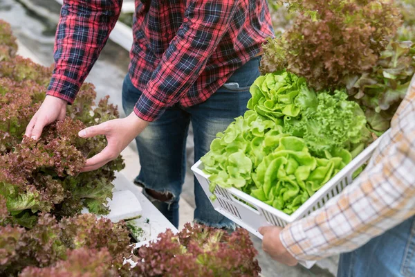 Légumes Biologiques Récoltés Dans Des Fermes Hydroponiques — Photo