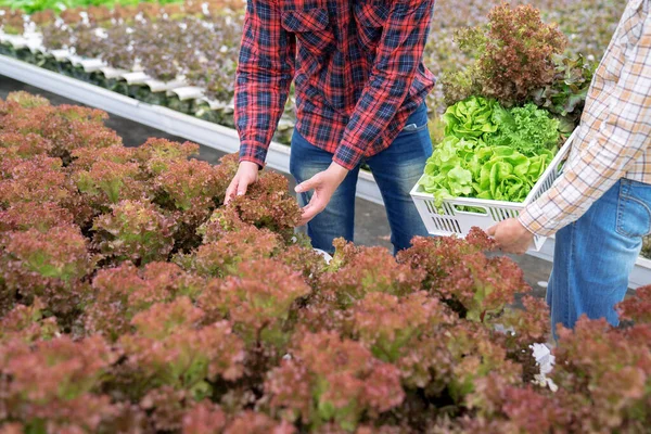 Légumes Biologiques Récoltés Dans Des Fermes Hydroponiques — Photo