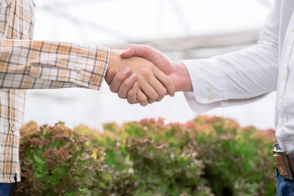 Health food business, Organic hydroponic vegetables, Two businessmen shake hands when the deal is completed.