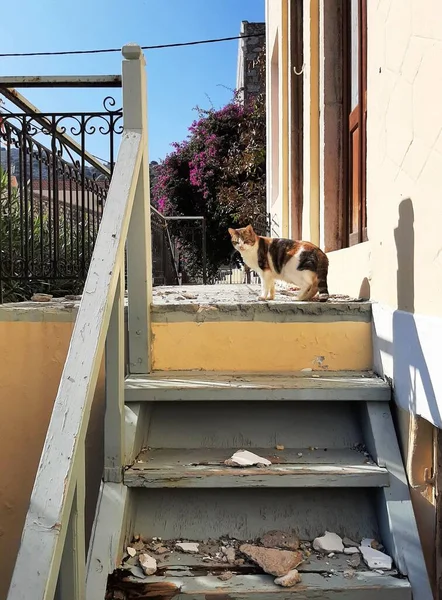 Gato Nas Escadas Velhas Symi Grécia — Fotografia de Stock