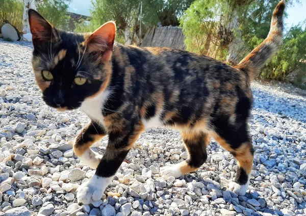 Katze Steinigen Strand Symi Griechenland — Stockfoto