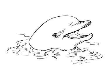 Beyaz arka planda gerçekçi bir yunus çizimi. Tasarımınız için harika bir illüstrasyon..