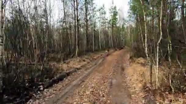 Chien Loup Tchécoslovaque Court Long Une Route Forestière Chien Court — Video