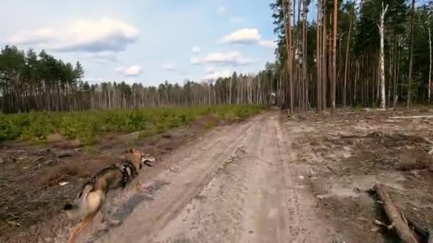 チェコスロバキアのオオカミは森の道を走り 犬はほこりだらけの道を走る乾燥した葉の地面 — ストック動画