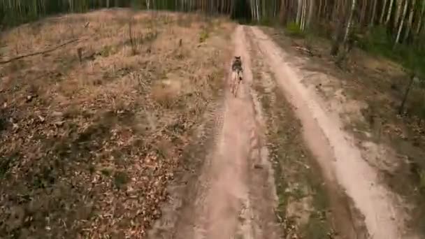 Checoslovaco Wolfdog Corre Longo Uma Estrada Floresta Cão Correndo Através — Vídeo de Stock