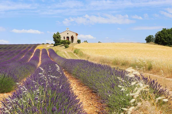 Frankrijk Landschap Van Provence Lavendel Tarwevelden Plateau Valensole Focus Selectief — Stockfoto
