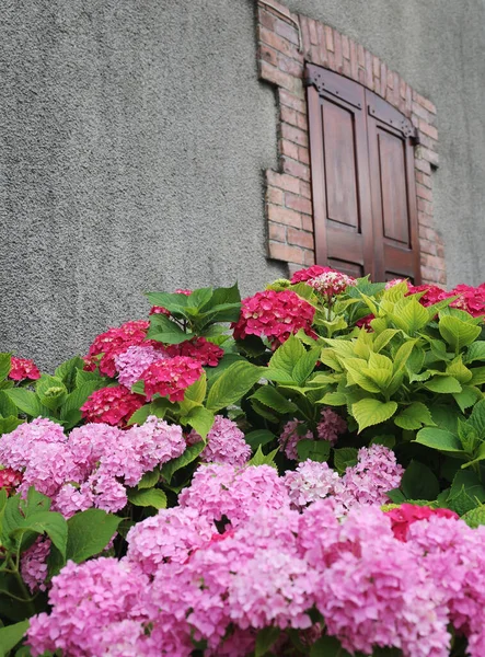 Facade Rustic Cottage Blooming Hydrangea — Stock Photo, Image