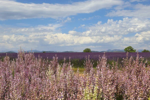 France Landscape Provence Lavender Clary Sage Fields Plateau Valensole Focus — Stock Photo, Image