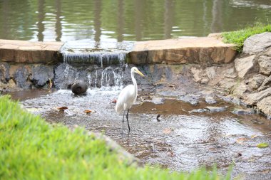 Akdeniz kıyısındaki bir parkta suda güzel beyaz kuğular var. Kuzeyde.