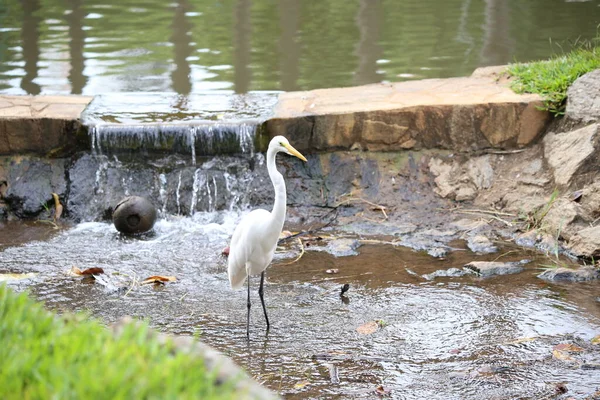 Nehirdeki beyaz balıkçıl.