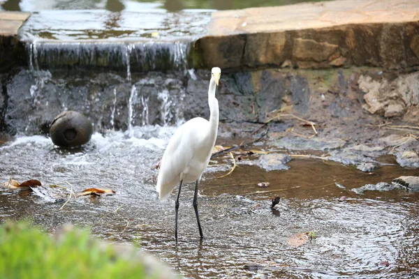 Sudaki beyaz başlı balıkçıl